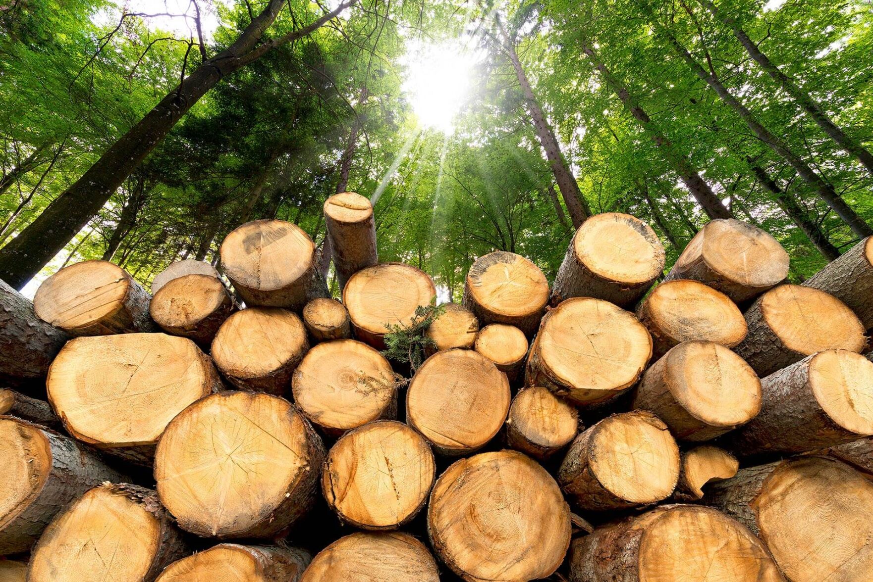 Sawmill